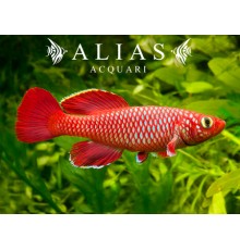 Nothobranchius korthausae red