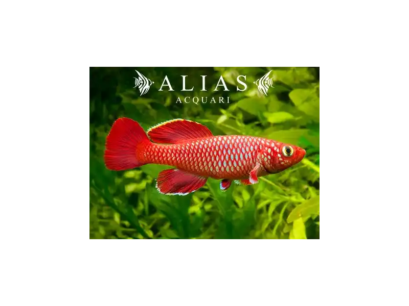 Nothobranchius korthausae red