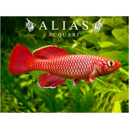 Nothobranchius korthausae red