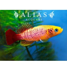 Nothobranchius guentheri gold