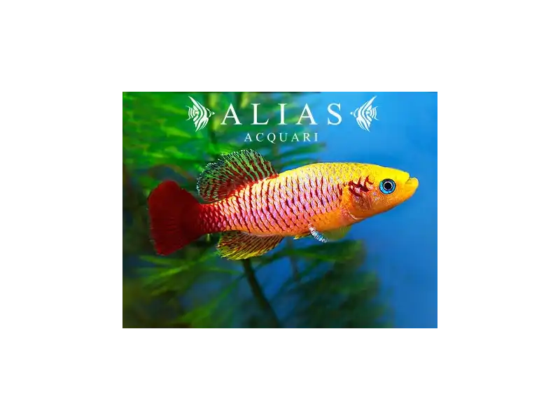 Nothobranchius guentheri gold