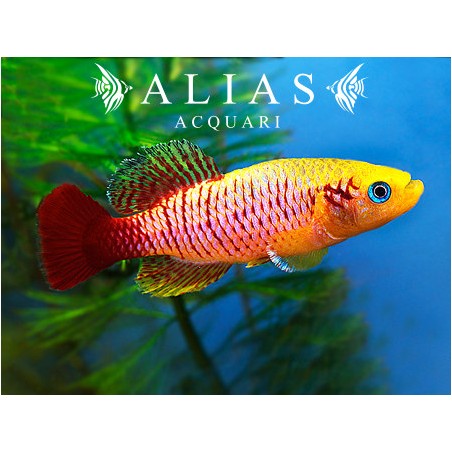 Nothobranchius guentheri gold