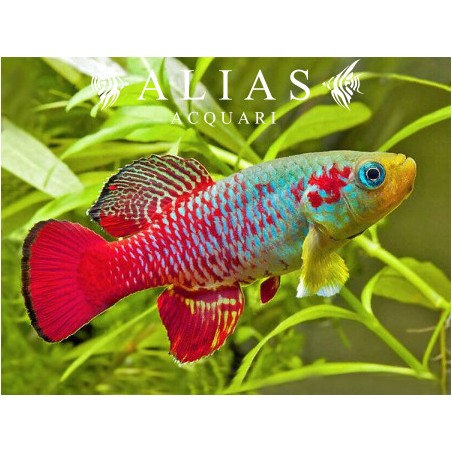 Nothobranchius guentheri