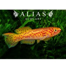 Aphyosemion gardneri gold | Killifish dorato pacifico | Alias Acquari