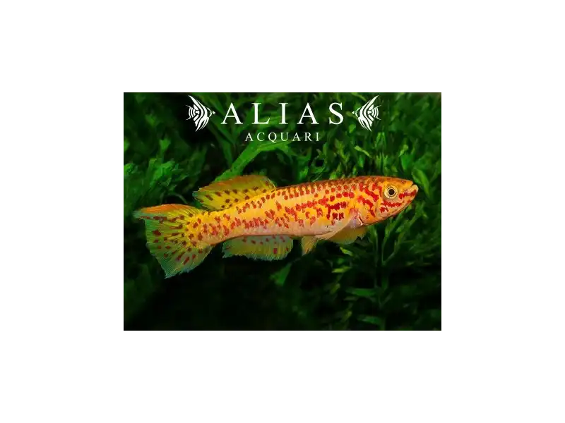 Aphyosemion gardneri gold | Killifish dorato pacifico | Alias Acquari