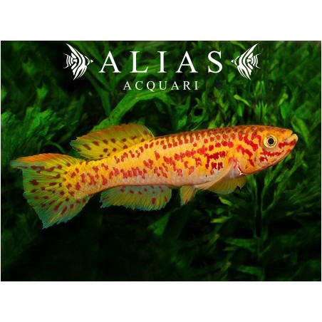 Aphyosemion gardneri gold | Killifish dorato pacifico | Alias Acquari