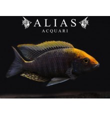 Aulonocara Maylandii