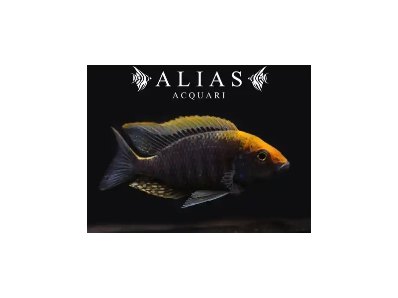 Aulonocara Maylandii