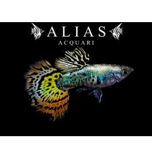Guppy galaxi mosaic