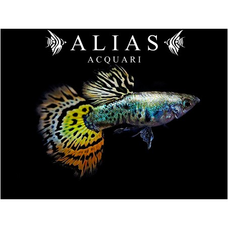 Guppy galaxi mosaic