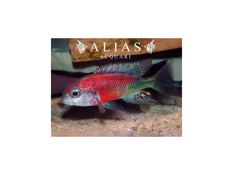 Haplochromis (Ptyochromis) Hippo point salmon