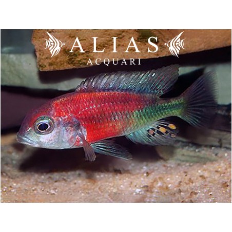 Haplochromis (Ptyochromis) Hippo point salmon