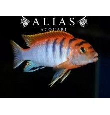 Labidochromis Hongi Red top