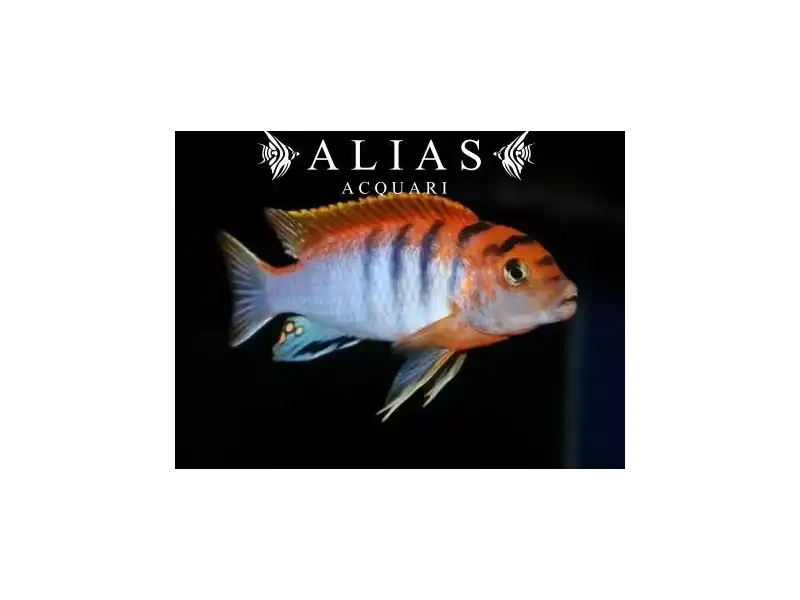 Labidochromis Hongi Red top