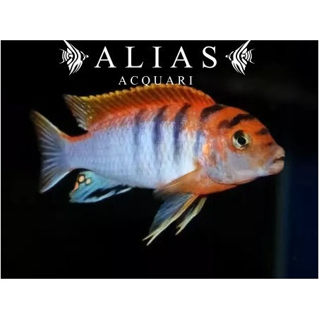 Labidochromis Hongi Red top