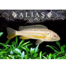 Melanochromis Auratus albino