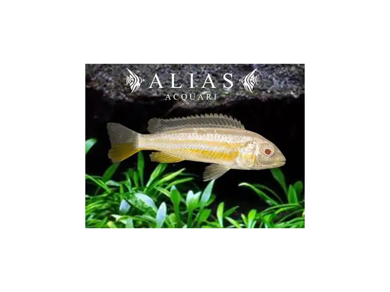 Melanochromis Auratus albino