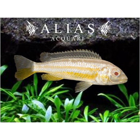 Melanochromis Auratus albino