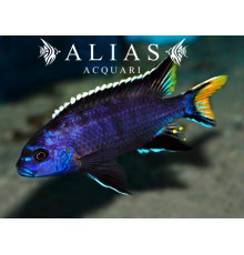 Pseudotropheus Acei itungi