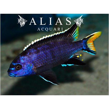 Pseudotropheus Acei itungi