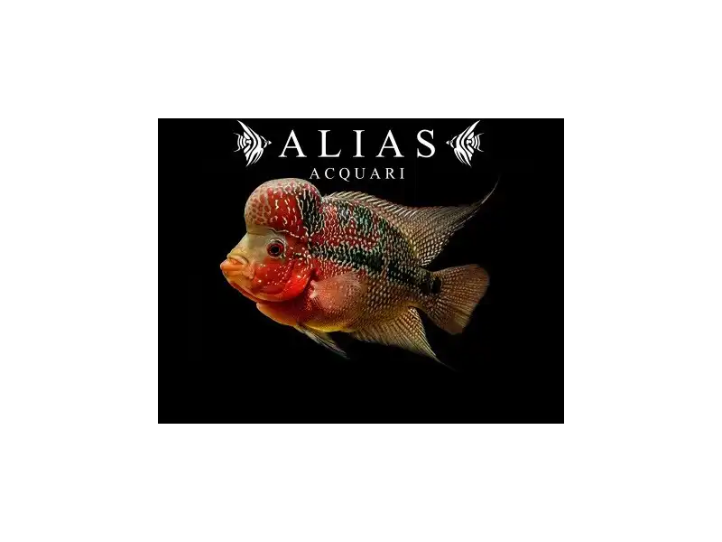 Cichlasoma flowerhorn