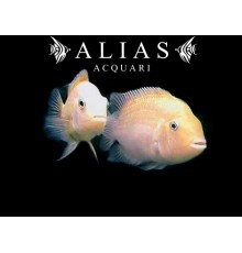 Cichlasoma nigrofasciatum xant.