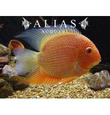 Heros severum red spot