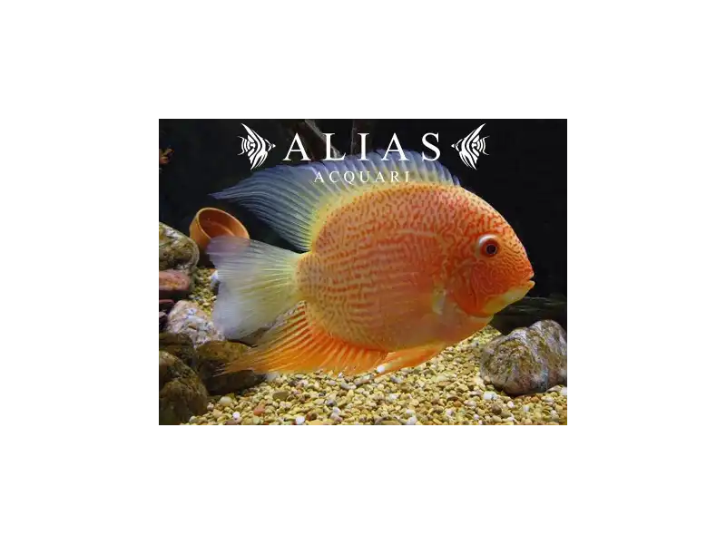Heros severum red spot