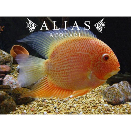 Heros severum red spot