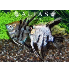 Pterophyllum scalare Koi diamond