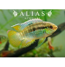 Laetacara Curviceps