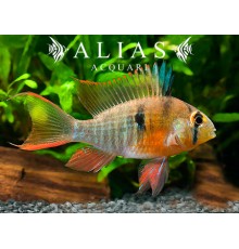 Papiliochromis altispinosa