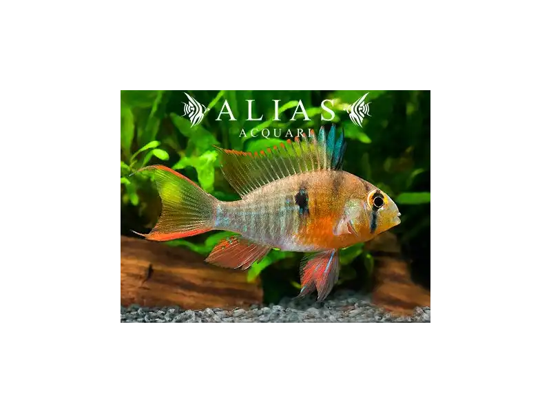 Papiliochromis altispinosa
