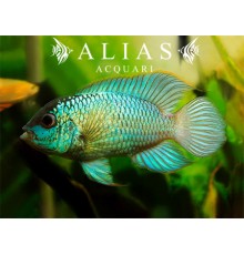 Nannacara sp. neon blue