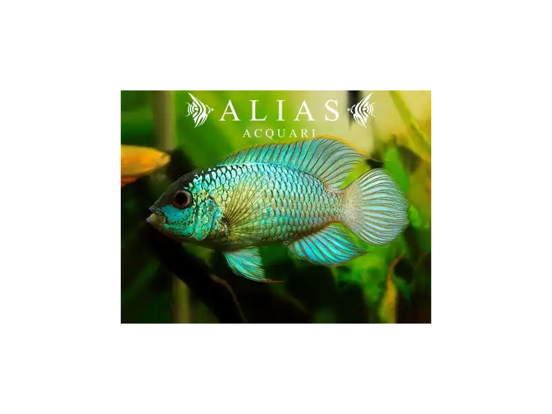 Nannacara sp. neon blue