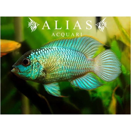 Nannacara sp. neon blue