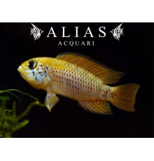Apistogramma red point