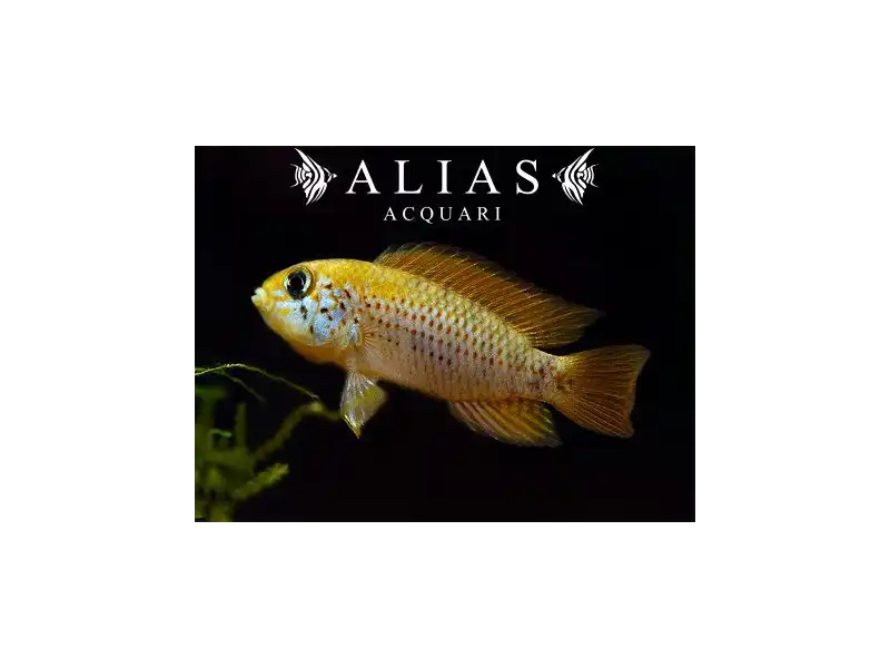 Apistogramma red point