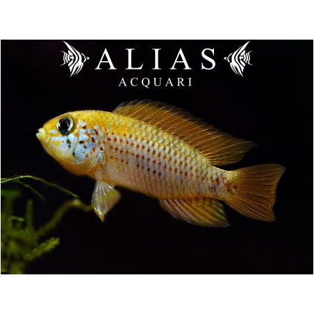 Apistogramma red point