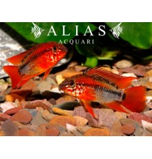 Apistogramma Macmasteri red mask