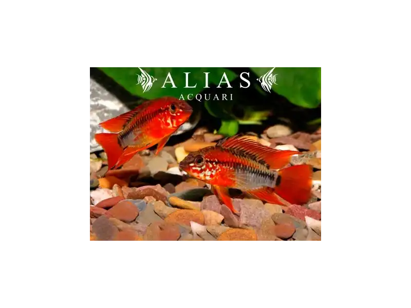 Apistogramma Macmasteri red mask