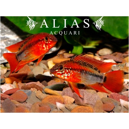 Apistogramma Macmasteri red mask