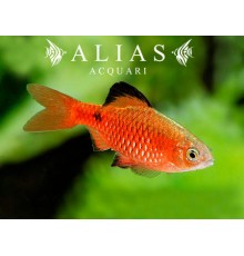 Barbus conchonius Neon Super Color