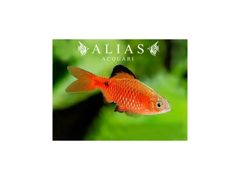 Barbus conchonius Neon Super Color