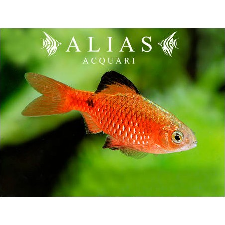 Barbus conchonius Neon Super Color
