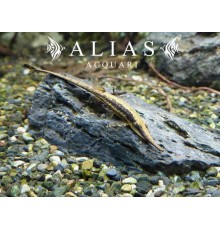Farlowella acus