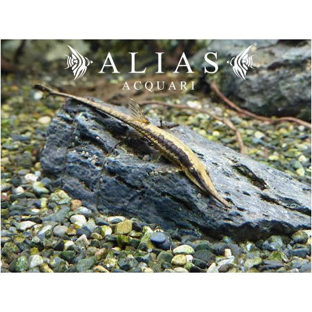 Farlowella acus