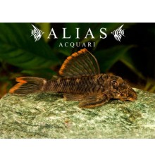 L106 Hemiancistrus guahiborum