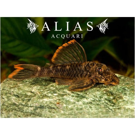 L106 Hemiancistrus guahiborum