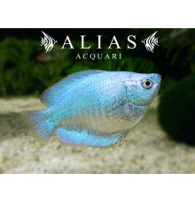 Colisa Lalia Neon dwarf